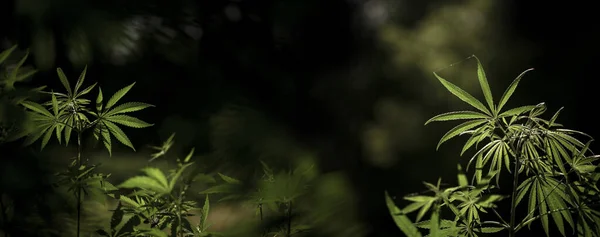 Panorama Lindo Cannabis Florescendo Região Sul Openwork Ramos Cânhamo Sol Imagem De Stock