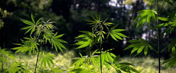 Lindo Panorama Floração Cannabis Região Sul Vivid Folhas Verdes Balançando Imagens Royalty-Free
