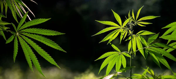 Herrliches Panorama Der Cannabis Blüte Der Südlichen Region Kräftige Grüne — Stockfoto