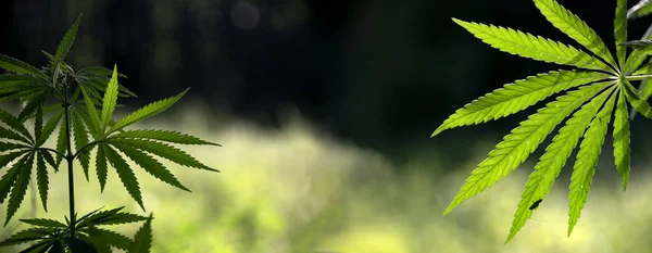 Schatten Und Licht Arbeitsblatt Aus Hanf Ein Hanfzweig Der Sonne — Stockfoto