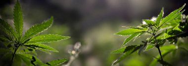 Kenevir (kenevir) bir orman ormanında yetişir. Açık kenevir yaprakları üzerinde günbatımı ışığı. Kenevir çiçeğinin muhteşem panoraması.. 