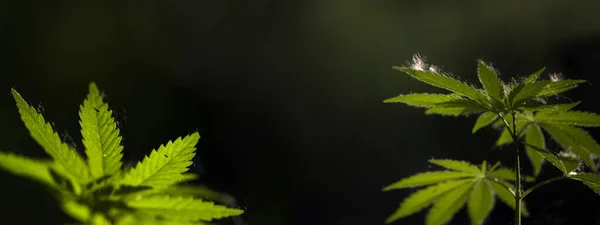 Kenevir Kenevir Bir Orman Ormanında Yetişir Açık Kenevir Yaprakları Üzerinde — Stok fotoğraf