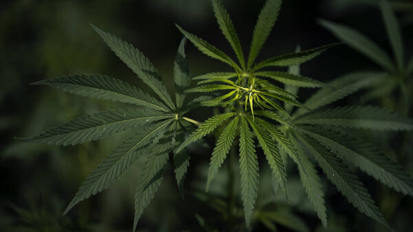 Тень и свет. Открытый лист гемпа.Ветка конопли на солнце. Лекарственная трава южного региона. Зеленый, большой лист конопли на солнце..