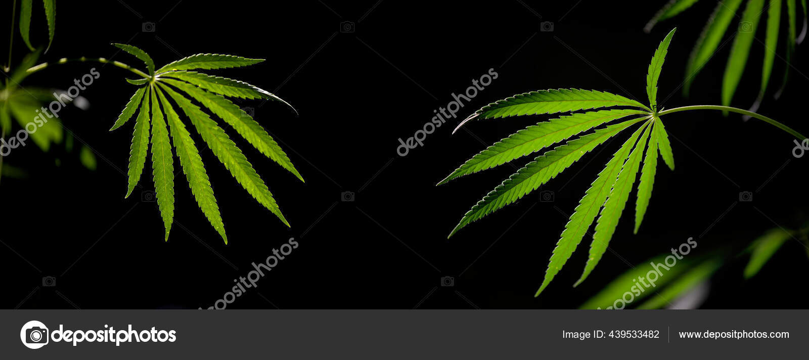 Panoramic Pictures Wildlife Green Leaves Glow Sun Backlit Evening Light Stock Photo By C Beholding 3 Panoramic Pictures Wildlife Green Leaves Glow Sun Backlit Evening Light Stock Photo By C Beholding 3