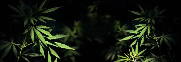 Cannabis Branch Green Leaves Glow Sun Backlight Light Hemp Leaves — 스톡 사진