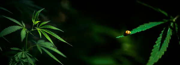Insetto Luminoso Ramo Cannabis Foglie Verdi Brillano Sole Canapa Leggera — Foto Stock