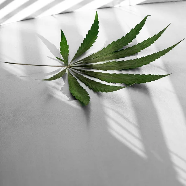 Cannabisblatt Auf Weißem Hintergrund Reflexion Von Jalousien Einer Weißen Wand — Stockfoto