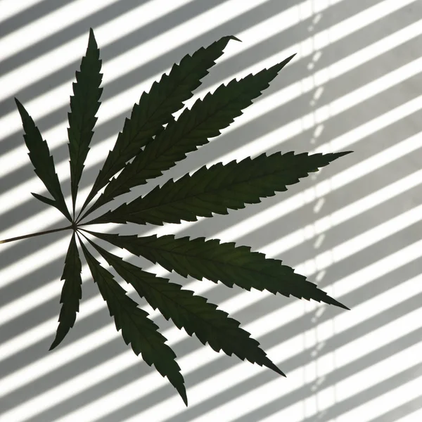 Cannabisblatt Auf Weißem Hintergrund Reflexion Von Jalousien Einer Weißen Wand — Stockfoto