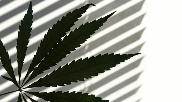 Cannabisblatt Auf Weißem Hintergrund Reflexion Von Jalousien Einer Weißen Wand — Stockfoto
