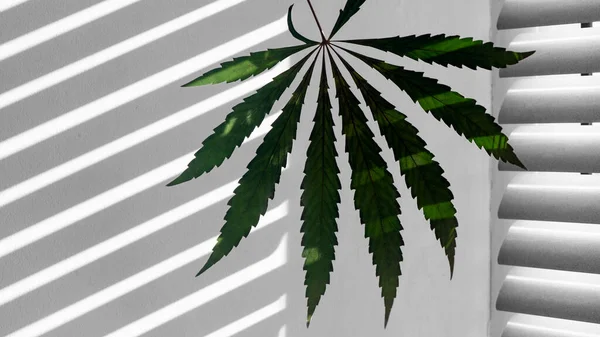 Cannabisblatt Auf Weißem Hintergrund Reflexion Von Jalousien Einer Weißen Wand — Stockfoto