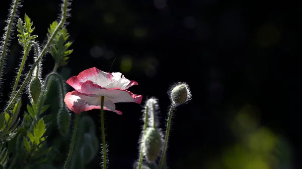 Pinkfarbener Mohn Auf Einem Wunderbaren Hintergrund Rosafarbener Zarter Luftiger Lebensspendender — Stockfoto