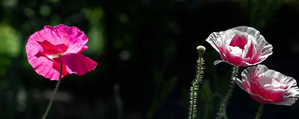 Amapola Rosa Sobre Fondo Maravilloso Rosa Tierno Aire Que Vida —  Fotos de Stock