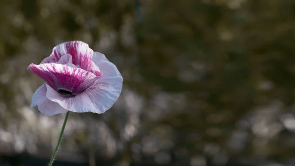 Harika bir arka planda pembe haşhaş. Pembe, hassas, hava, hayat veren zırva. Çiçek açan pembe poppo. Tüm ihtişamıyla yabani çiçek. Çimenlikteki çiçeklerin büyüsü. Alışılmadık renkte haşhaş..