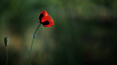 Çiçekte küçük bir böcek. Haşhaş yumuşaklığı. Kırmızı, küçük, vahşi çiçek..