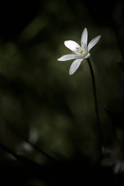 装飾的な白い花 昆虫の緑美しい野生の花 小さな白い花 穏やかな エレガントなイメージ インテリアワーク太陽の光は白 繊細な花を照らす — ストック写真