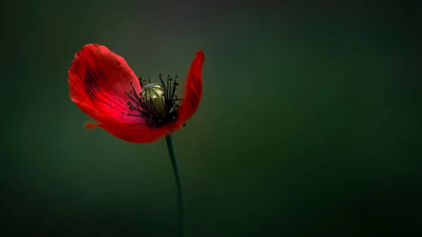 Jemné Červené Odstíny Máku Chic Bokeh Mák Květiny Jsou Atraktivní — Stock fotografie