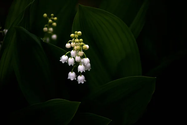 芳香のある白い鐘の花を持つ草本植物 太陽の光線は白 繊細な花を照らす 香りの良い花 — ストック写真