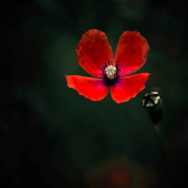 Jemné Červené Odstíny Máku Chic Bokeh Mák Květiny Jsou Atraktivní — Stock fotografie