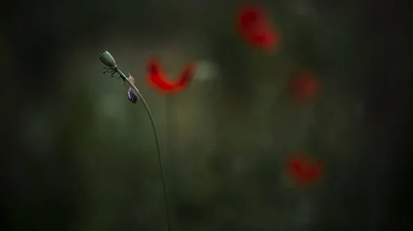 個々の生物の動きのダイナミクス 雨の後で避難所を検索します カタツムリが動いている — ストック写真