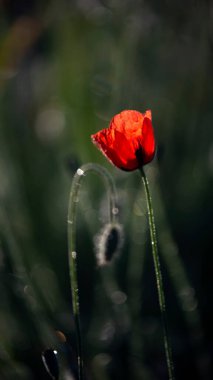 Wild flower in all its glory.Small, sunny, poppy flowers.Morning poppy buds bloomed.