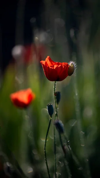 Wild Flower All Its Glory Small Sunny Poppy Flowers Morning — Fotografia de Stock
