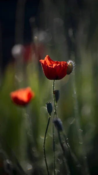 Wild flower in all its glory.Small, sunny, poppy flowers.Morning poppy buds bloomed.