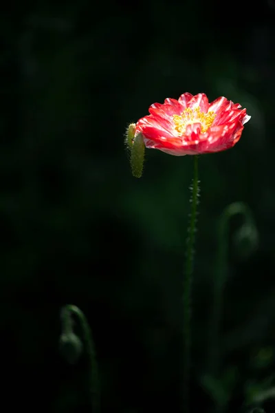 어두운 배경의 양귀비 양귀비 꽃입니다 꽃피는 양귀비 선거의 — 스톡 사진