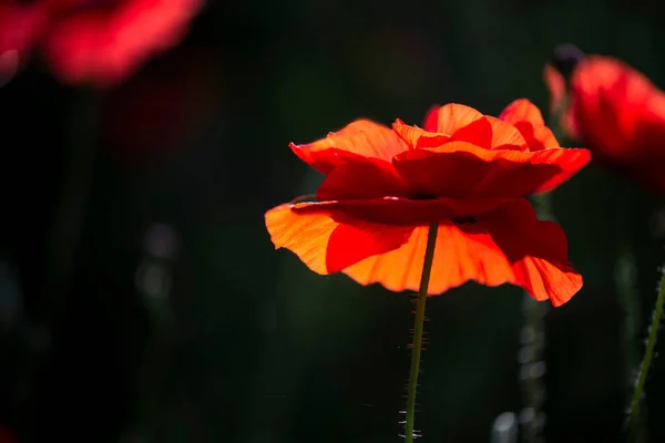 Pintoresco Puede Contrasts Jardín Florecen Poppies Delicada Flor Poppy Brotes —  Fotos de Stock