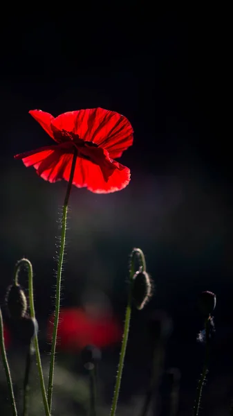 Flower All Its Glory Poppy Flower Vertical Frame Poppy Unique — Stock Photo, Image