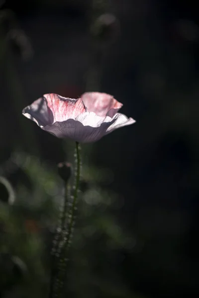 Amapola Rosa Sobre Fondo Oscuro Rocíe Poppy Flor Toda Glory —  Fotos de Stock