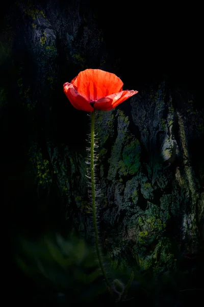 Fiore Unico Delicato Arioso Colorato Bocciolo Papavero Rosso Uno Sfondo — Foto Stock