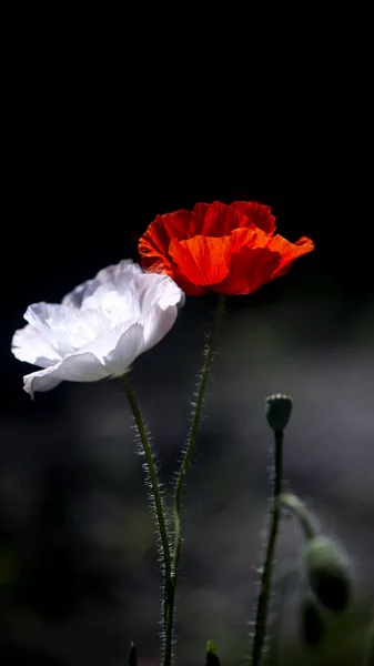 Branco Vermelho Poppy May Buquês Campo Flores Contrastes Natureza Brilhante — Fotografia de Stock