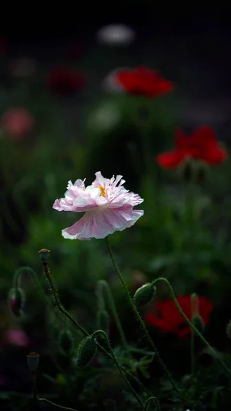 Refined Poppies Picturesque May Contrasts Texture Close Poppy Freeness — 스톡 사진