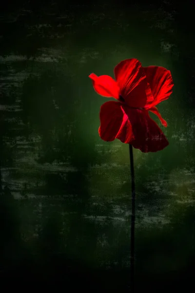 Уникальный Нежный Воздушный Цветок Цветной Красный Бутон Мака Живописном Фоне — стоковое фото