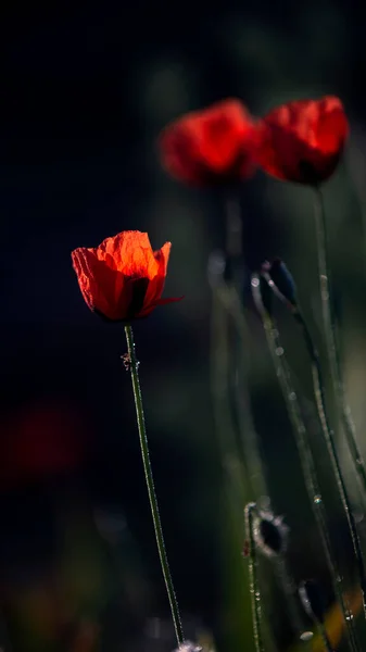 Pode Pitoresco Contrastes Flor Jardim Poppies Única Delicada Flor Arejada — Fotografia de Stock