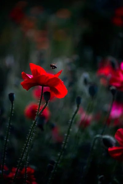 Pintoresca Flor Mayo Contrasts Jardín Poppies Flor Única Delicada Aireada — Foto de Stock