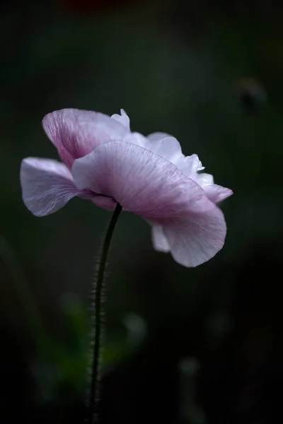 Textur Närbild Vallmo Friskhet Samlingsbar Vallmo Blomma Mörk Bakgrund Närbild — Stockfoto