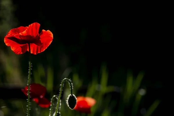 Malebné Květnové Kontrasty Zahradním Květu Poppies Unikátní Jemný Vzdušný Květ — Stock fotografie