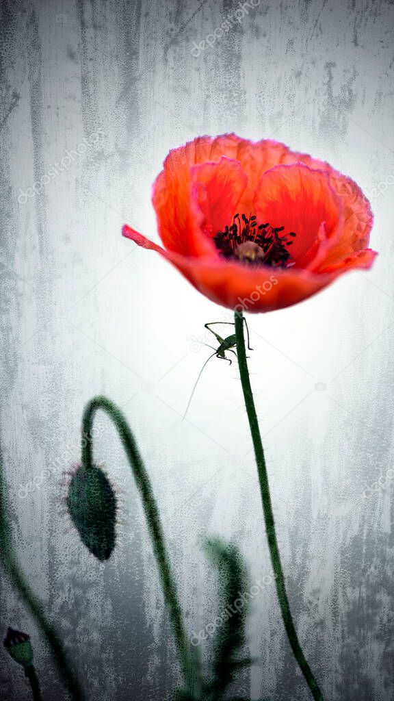 Red poppy on a white art background.Texture, close-up poppy freshness.