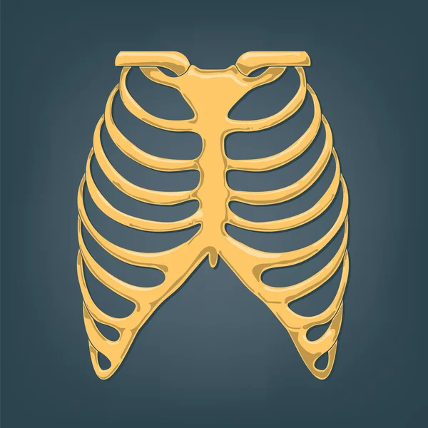 Illustration du thorax humain Vecteur En Vente