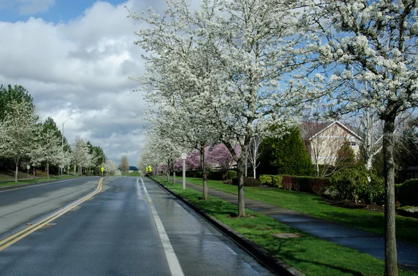 Calle residencial en los suburbios de Seattle con cerezos en flor —  Fotos de Stock