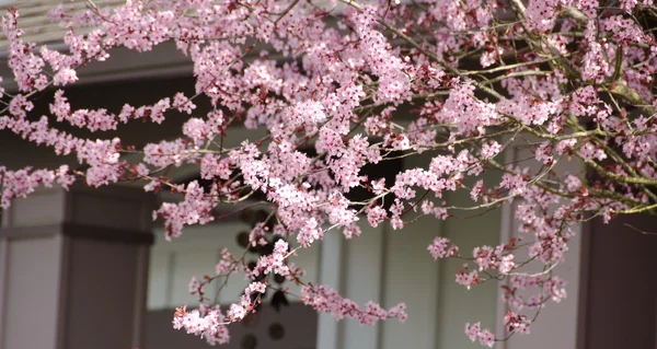 Árvore de cereja florescente esconde paredes de uma casa em subúrbios de Seattle — Fotografia de Stock
