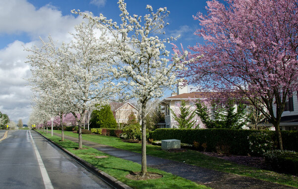 Residential street in Seattle suburbs with blooming cherry trees