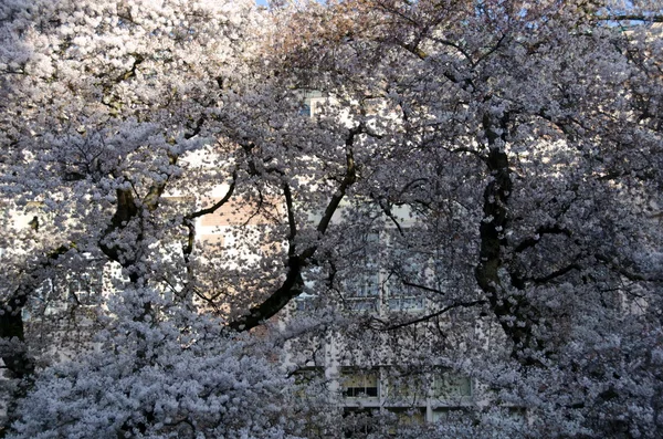 Florecientes ramas de cerezo enmarcan puertas y ventanas del campus - 5 —  Fotos de Stock