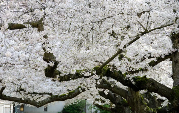 Blooming ramos cereja frame campus portas e janelas -7 — Fotografia de Stock
