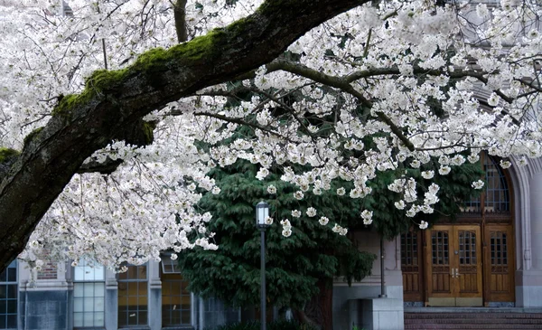 Florecientes ramas de cerezo enmarcan puertas y ventanas del campus - 2 —  Fotos de Stock