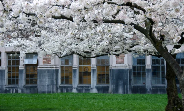 盛开的樱桃树枝框架校园门窗-1 — 图库照片