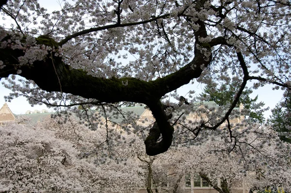 Ramas envejecidas de cerezos florecientes en el campus -1 —  Fotos de Stock