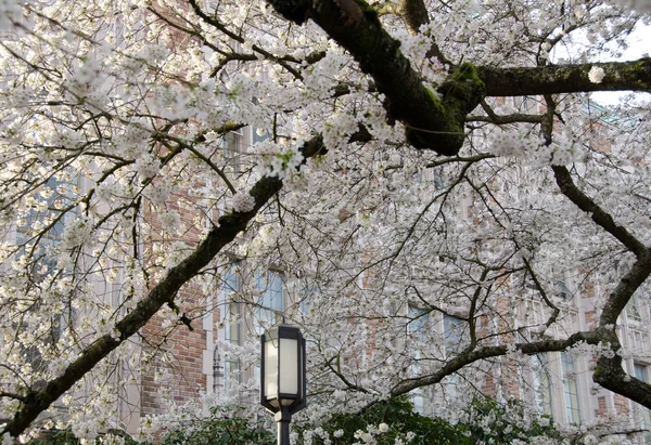 Ramas resistidas de viejos cerezos florecientes en el campus 3 —  Fotos de Stock