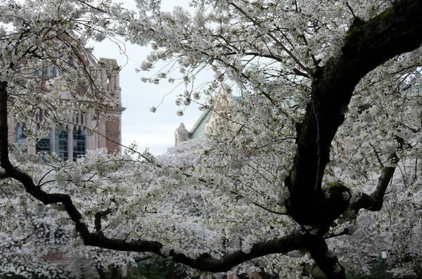 Ramas resistidas de viejos cerezos florecientes en el campus 7 —  Fotos de Stock